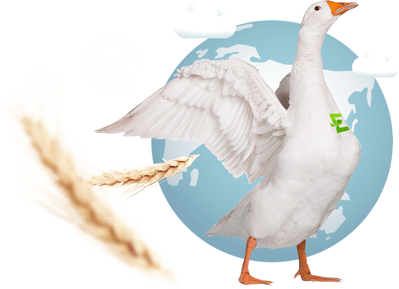 Eko gęś